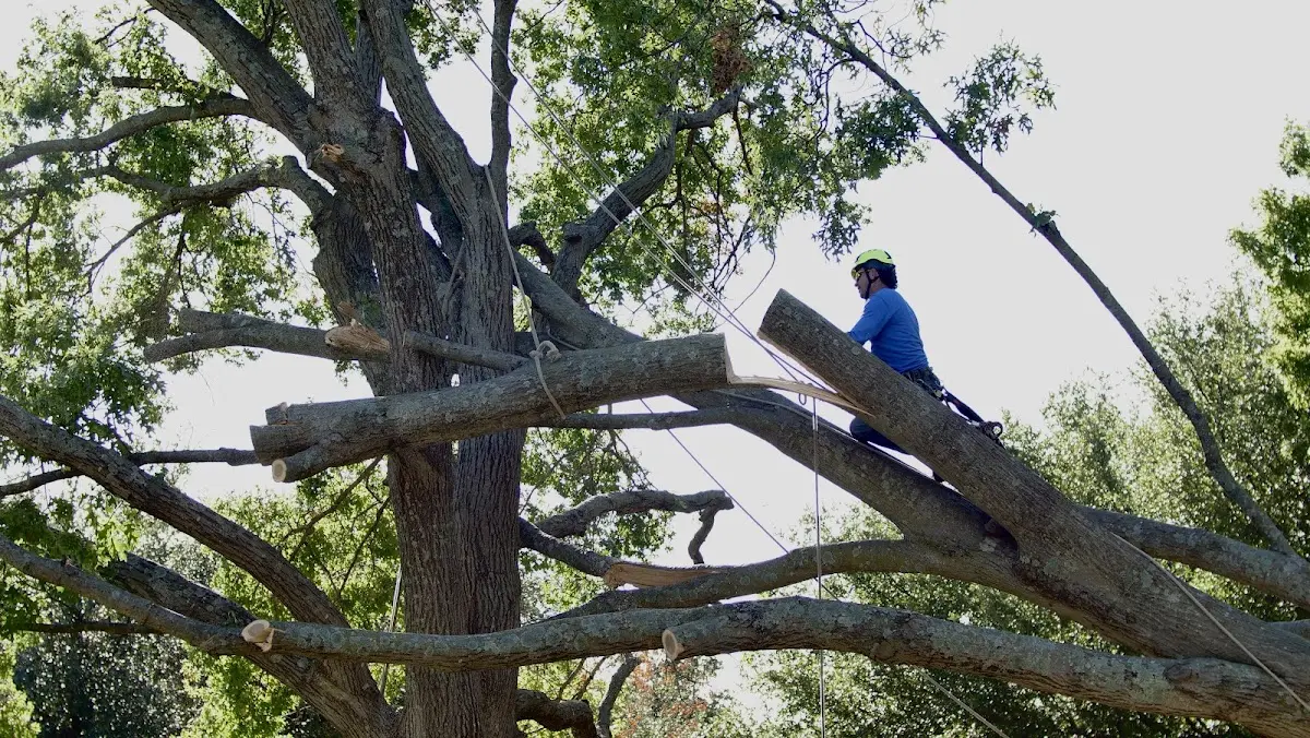 Professional Crown Thinning performed by certified arborists in Claridge